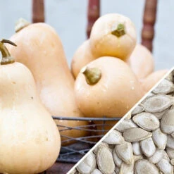 Squash (Winter) - Waltham Butternut -seedsnow Sales Store Squash Waltham Butternut seeds d9e031a5 4d87 42a4 9786 1ec338228849