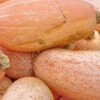 Squash (Winter) - Banana, Pink JUMBO -seedsnow Sales Store Squashpinkbananajumboseeds