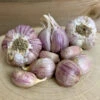 Garlic - (Hard Neck) Svea (Organic) -seedsnow Sales Store SveaGarlic