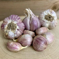 Garlic - (Hard Neck) Svea (Organic)