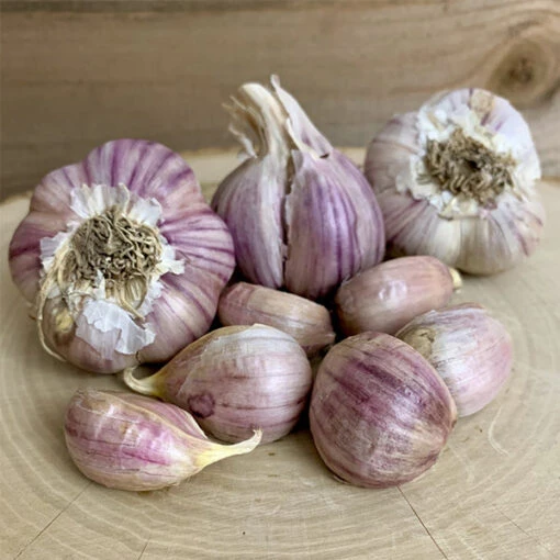 Garlic - (Hard Neck) Svea (Organic) -seedsnow Sales Store SveaGarlic