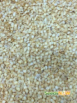 Pepper (Sweet) - Pimento -seedsnow Sales Store Sweet Pimento seeds