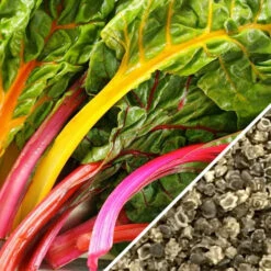 Swiss Chard - Rainbow Mix -seedsnow Sales Store Swiss Chard Rainbow Mix seeds