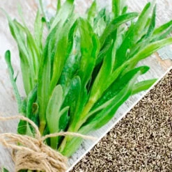 Tarragon (Dragon Wort) -seedsnow Sales Store Tarragon herb seeds