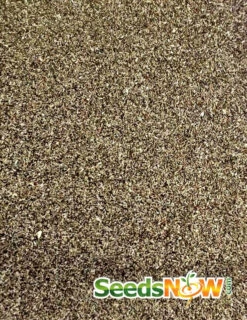 Tarragon (Dragon Wort) -seedsnow Sales Store Tarragon seeds 2