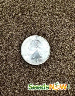 Tarragon (Dragon Wort) -seedsnow Sales Store Tarragon seeds 3