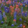 Flowers - Lupine, Texas Bluebonnet -seedsnow Sales Store TexasBlueBonnetseeds