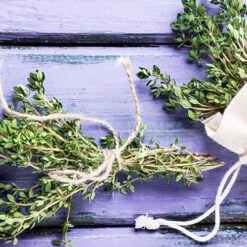 Thyme -seedsnow Sales Store Thyme seeds 8772371d a774 43fd 80be 530e2be7ca92