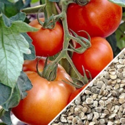 Tomato - Abraham (Abe) Lincoln (Indeterminate) -seedsnow Sales Store Tomato Abraham Abe Lincoln seeds