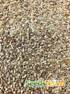 Tomato - Abraham (Abe) Lincoln (Indeterminate) -seedsnow Sales Store Tomato Abraham Abe Lincoln seeds 2