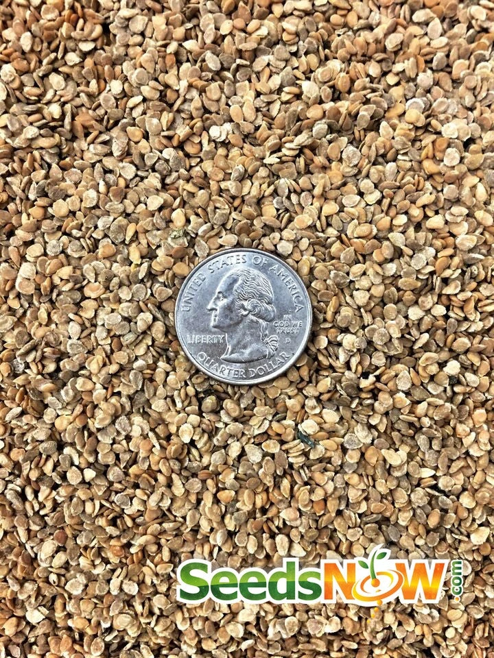 Tomato - Ace 55 (Determinate) 11 Tomato - Ace 55 (Determinate) - Image 9