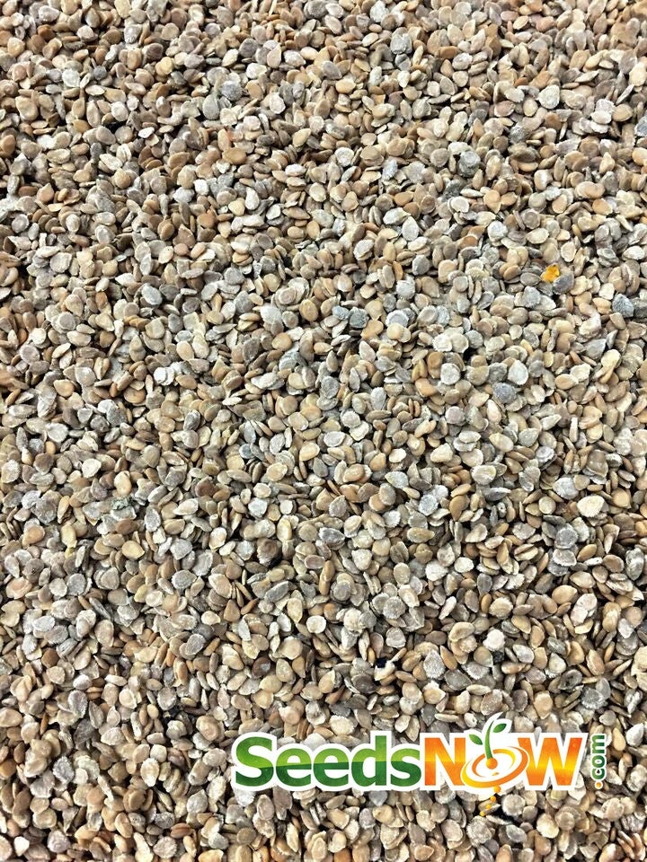 Tomato - Ace 55 (Determinate) 10 Tomato - Ace 55 (Determinate) - Image 8