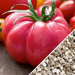 Tomato - Beefsteak, Pink (Indeterminate) -seedsnow Sales Store Tomato Beefsteak Pink seeds