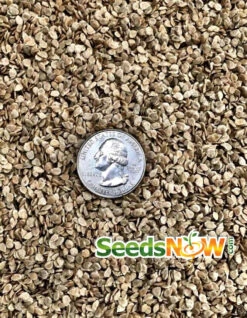 Tomato - Beefsteak, Pink (Indeterminate) -seedsnow Sales Store Tomato Beefsteak Pink seeds 2