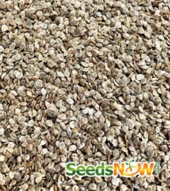 Tomato - Beefsteak, Pink (Indeterminate) -seedsnow Sales Store Tomato Beefsteak Pink seeds 3