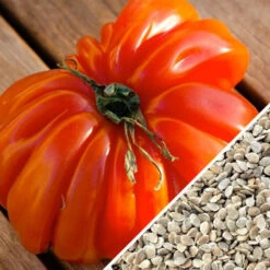 Tomato - Beefsteak, Ponderosa Red (Indeterminate) 14 Tomato - Beefsteak, Ponderosa Red (Indeterminate) -seedsnow Sales Store Tomato Beefsteak Ponderosa Red seeds