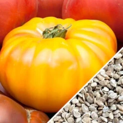 Tomato - Beefsteak, Yellow (Indeterminate) 11 Tomato - Beefsteak, Yellow (Indeterminate) -seedsnow Sales Store Tomato Beefsteak Yellow seeds