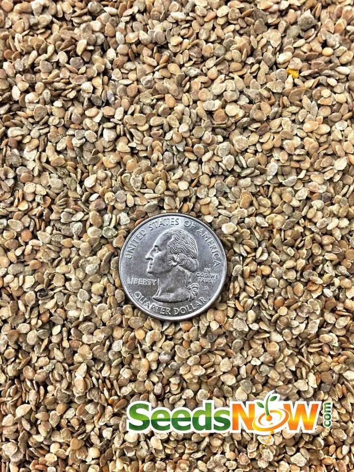 Tomato - Black Krim (Indeterminate) 8 Tomato - Black Krim (Indeterminate) - Image 6