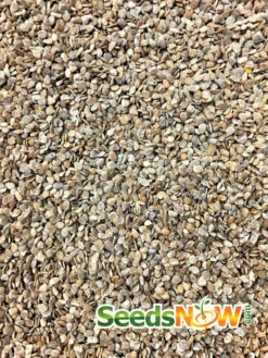 Tomato - Black Krim (Indeterminate) 15 Tomato - Black Krim (Indeterminate) -seedsnow Sales Store Tomato Black Krim seeds 2