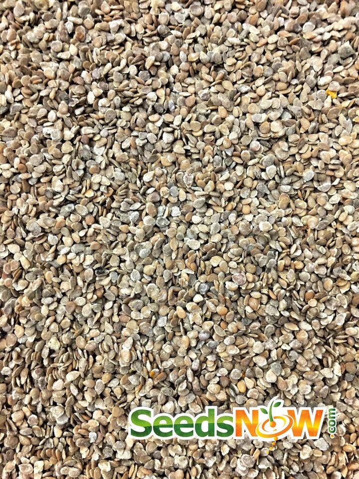 Tomato - Black Krim (Indeterminate) 9 Tomato - Black Krim (Indeterminate) - Image 7