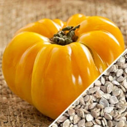 Tomato - Brandywine, Yellow (Indeterminate) 14 Tomato - Brandywine, Yellow (Indeterminate) -seedsnow Sales Store Tomato Brandywine Yellow seeds now