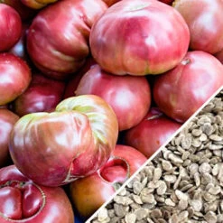 Tomato - Cherokee Purple (Indeterminate) -seedsnow Sales Store Tomato Cherokee Purple seeds