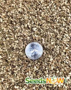 Tomato - Cherokee Purple (Indeterminate) -seedsnow Sales Store Tomato Cherokee Purple seeds 3