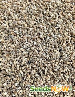 Tomato - Cherry, Black (Indeterminate) -seedsnow Sales Store Tomato Cherry Black seeds 2