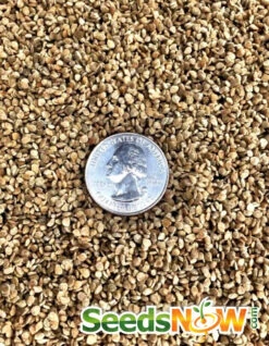 Tomato - Cherry, Black (Indeterminate) -seedsnow Sales Store Tomato Cherry Black seeds 3