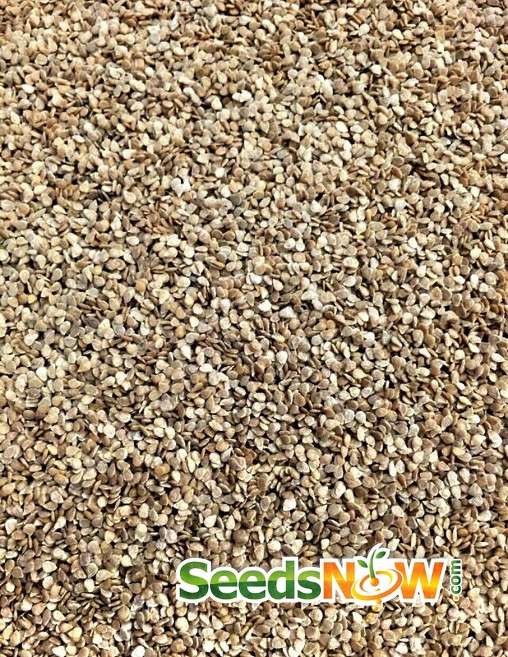 Tomato - Cherry, White (Indeterminate) 8 Tomato - Cherry, White (Indeterminate) - Image 6