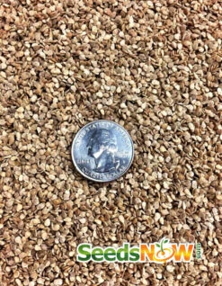 Tomato - Cherry, White (Indeterminate) 11 Tomato - Cherry, White (Indeterminate) -seedsnow Sales Store Tomato Cherry White seeds 3