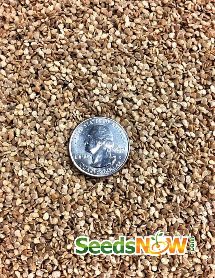 Tomato - Cherry, White (Indeterminate) 6 Tomato - Cherry, White (Indeterminate) - Image 4