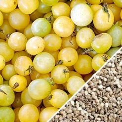 Tomato - Cherry, White (Indeterminate) 12 Tomato - Cherry, White (Indeterminate) -seedsnow Sales Store Tomato Cherry White seeds now