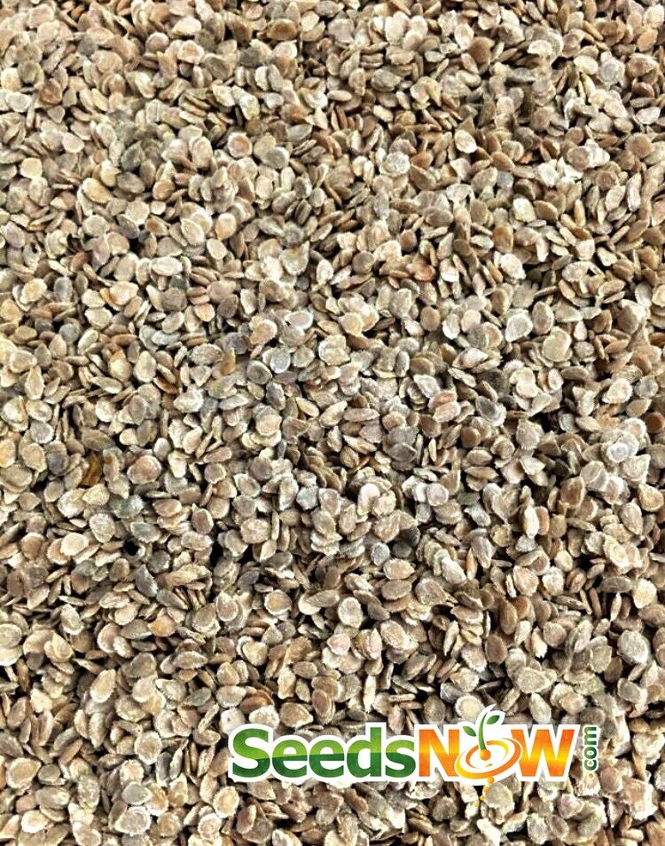 Tomato - Floradade (Determinate) 9 Tomato - Floradade (Determinate) - Image 7