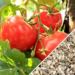 Tomato - Floradade (Determinate) 19 Tomato - Floradade (Determinate) -seedsnow Sales Store Tomato Floradade seeds now