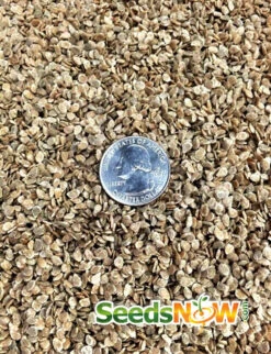 Tomato - Floradade (Determinate) 20 Tomato - Floradade (Determinate) -seedsnow Sales Store Tomato Floradadeseeds 2