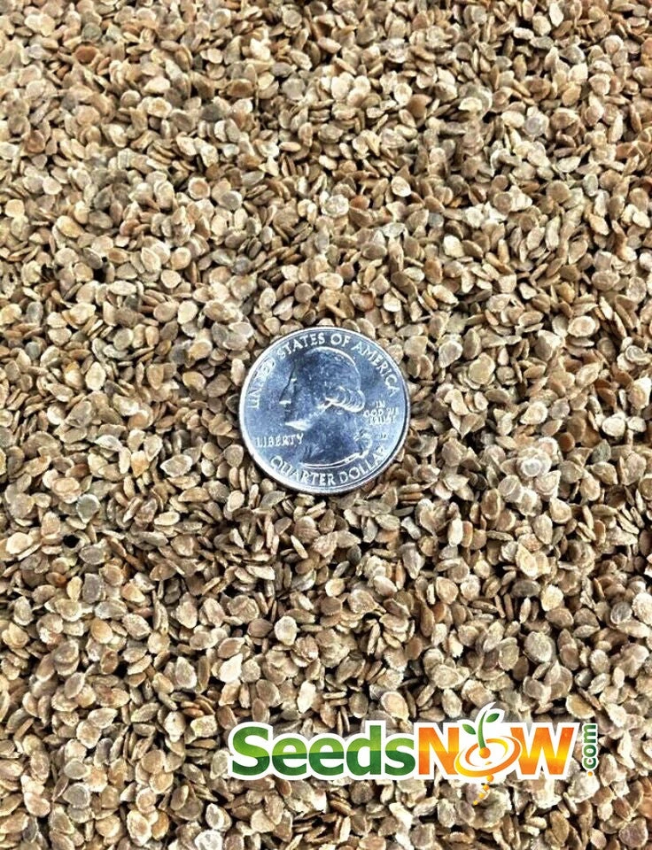 Tomato - Floradade (Determinate) 11 Tomato - Floradade (Determinate) - Image 9