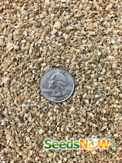 Tomato - Gardener's Delight/Sugar Lump (Indeterminate) -seedsnow Sales Store Tomato Gardener s Delight seeds 2