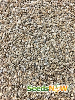 Tomato - Gardener's Delight/Sugar Lump (Indeterminate) -seedsnow Sales Store Tomato Gardener s Delight seeds 3