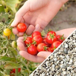 Tomato - Gardener's Delight/Sugar Lump (Indeterminate) -seedsnow Sales Store Tomato Gardener s Delight seeds now