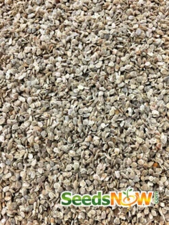 Tomato - Green Striped Zebra (Semi-determinate) -seedsnow Sales Store Tomato Green Striped Zebra seeds 1