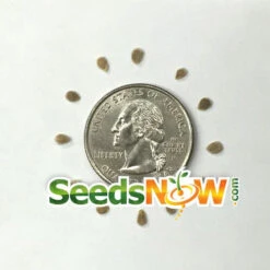 Tomato - Green Striped Zebra (Semi-determinate) -seedsnow Sales Store Tomato Green Striped Zebra seeds 3