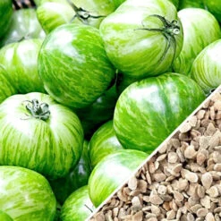 Tomato - Green Striped Zebra (Semi-determinate) -seedsnow Sales Store Tomato Green Striped Zebra seeds now