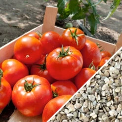 Tomato - Homestead (Determinate) 19 Tomato - Homestead (Determinate) -seedsnow Sales Store Tomato Homestead seeds