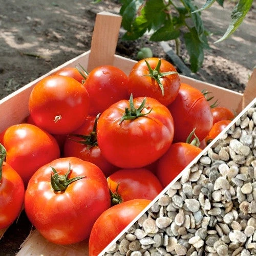 Tomato - Homestead (Determinate) 10 Tomato - Homestead (Determinate) - Image 8