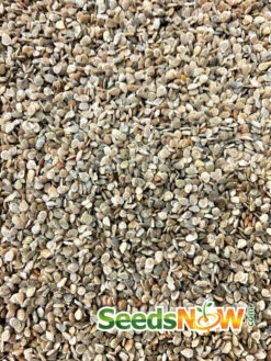 Tomato - Homestead (Determinate) 20 Tomato - Homestead (Determinate) -seedsnow Sales Store Tomato Homestead seeds 2