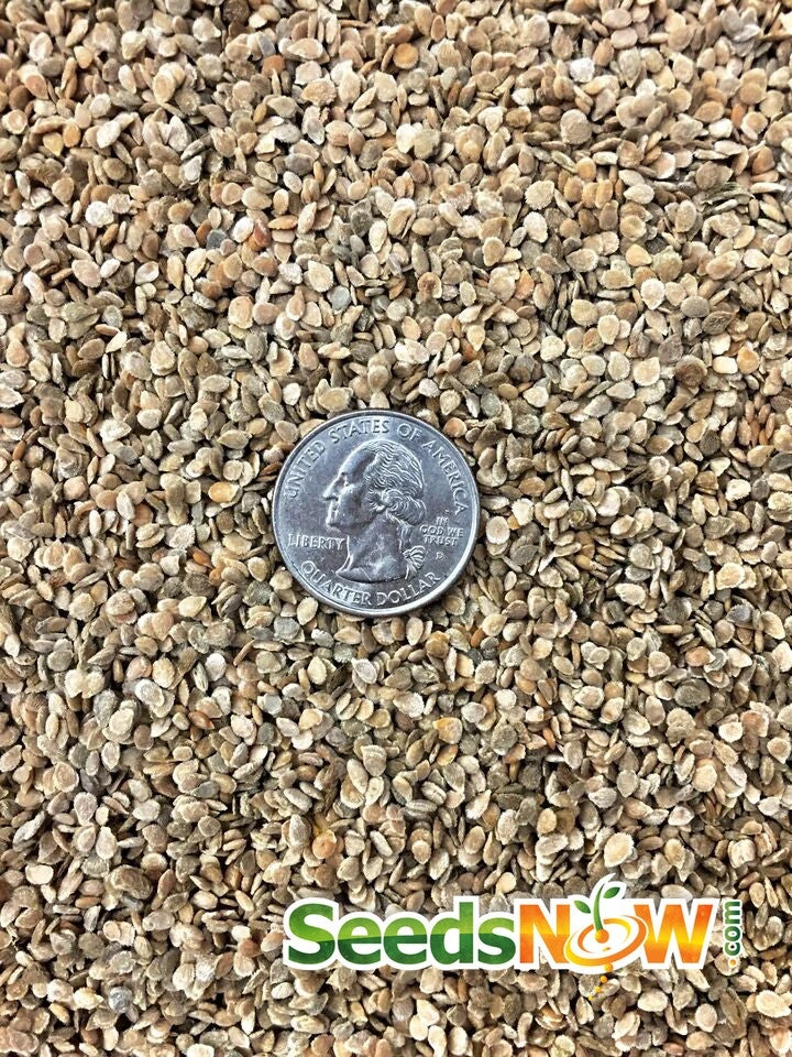 Tomato - Homestead (Determinate) 12 Tomato - Homestead (Determinate) - Image 10