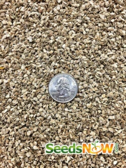 Tomato - Money Maker (Indeterminate) -seedsnow Sales Store Tomato Money Maker seeds 1