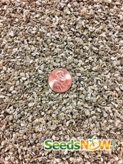 Tomato - Money Maker (Indeterminate) -seedsnow Sales Store Tomato Money Maker seeds 2