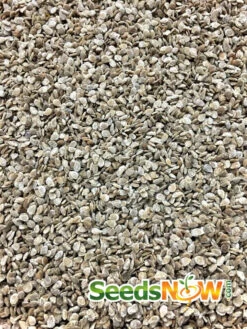 Tomato - Money Maker (Indeterminate) -seedsnow Sales Store Tomato Money Maker seeds 3